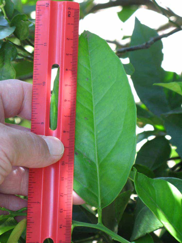              Unifoliolate leaf (Winter Haven, FL)       